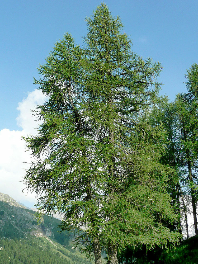 nachsaat dünger Nachsaat Rasen – organtic.com main image 0