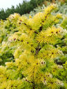 Larix kaempferi 'Blue Dwaf'