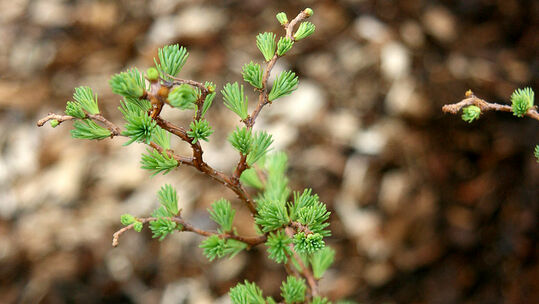 Larix kaempferi 'Diana'