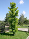Ginkgo biloba 'Blagon'