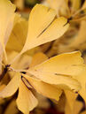 Ginkgo biloba 'Blagon'