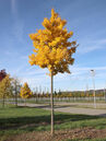 Ginkgo biloba 'Blagon'