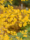 Ginkgo biloba 'Tit' Foto © PlantaPro 