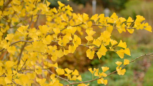 Ginkgo biloba 'Tit' Foto © PlantaPro