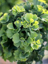 Ginkgo biloba 'Troll' Foto © Günter Diekmann