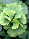 Ginkgo biloba 'Troll' Foto © Günter Diekmann