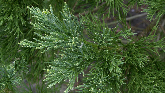 Die dunkelgrünen, schuppenartigen Nadeln sitzen dicht beisammen. Eine einzelne Nadel hat eine Lebensdauer von 3 bis 4 Jahren. Foto © PlantaPro