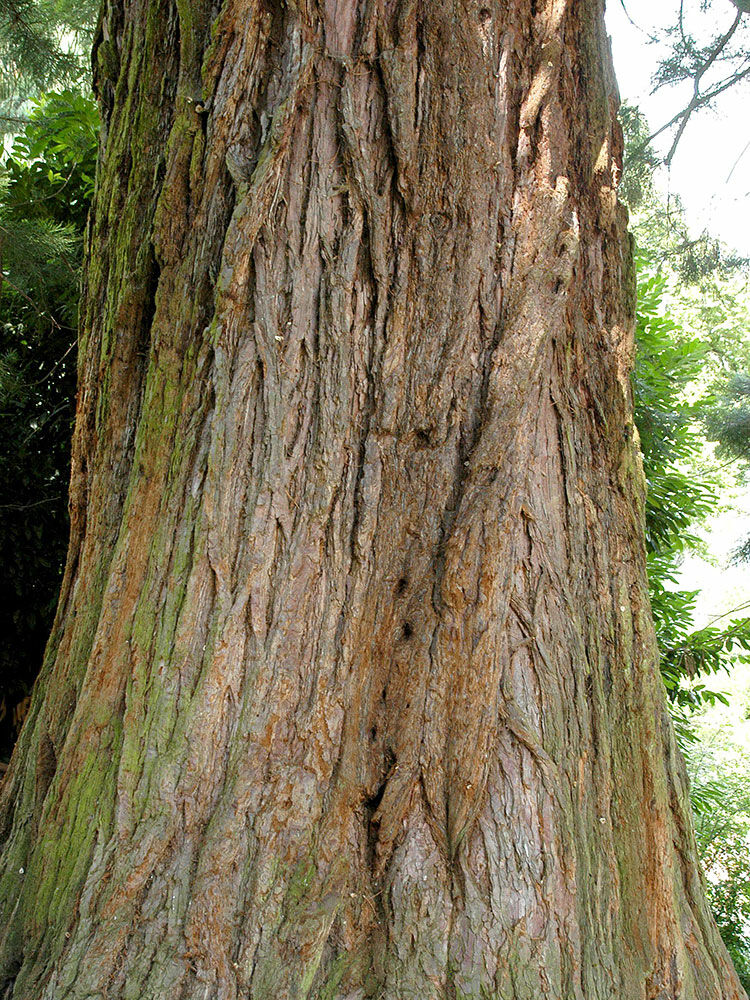 Mammutbaum  Sequoiadendron giganteum | Hauenstein AG