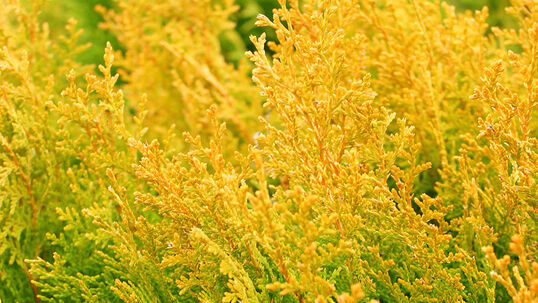 Die Belaubung der Sorte 'Aurea Nana' verfärbt sich in den Wintermonaten orange. Damit setzt dieser immergrüne Zierstrauch auch in dieser Jahreszeit einen attraktiven Blickfang im Garten.