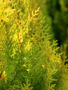 Platycladus orientalis 'Pyramidalis Aurea'