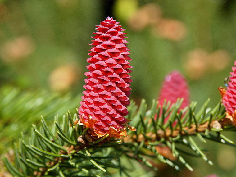 Rottanne, Fichte Picea abies Hauenstein AG