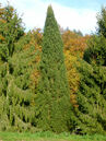 Picea abies 'Cupressina'