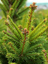 Picea abies 'Ohlendorffii'