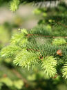 Picea abies