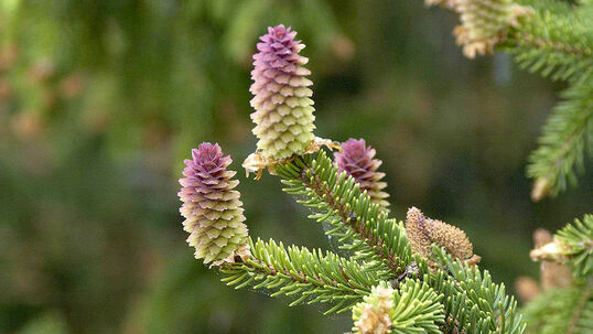 Die weiblichen Blüten sind rötlich und stehen auf den Triebspitzen. Daraus entwickeln sich nach der Bestäubung die eigentlichen Zapfen, die dann hängend sind. Foto © PlantaPro