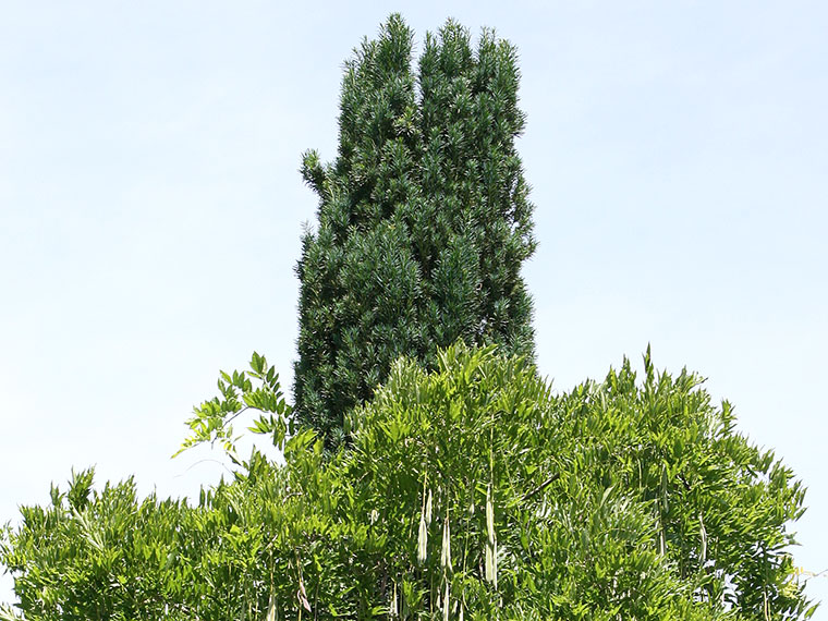 kentia palme groß Kentiapalme – Elegante Zimmerpflanze für drinnen und draußen – XXLplant main image 0