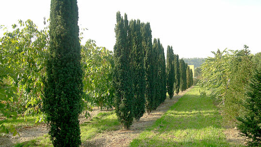 Die glänzend dunkelgrünen Nadeln sind, wie bei allen Eiben immergrün. Sie enthalten das Alkaloid Taxin, welches giftig ist.