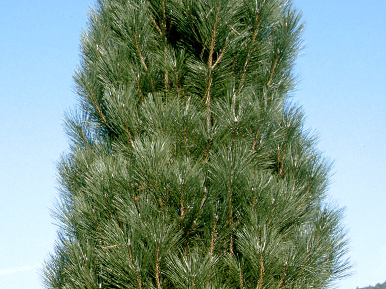 Pinus nigra Pyramidalis Säulenschwarzkiefer 70-80cm