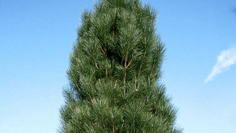 Säulenschwarzkiefer 60cm Pinus nigra Pyramidalis 