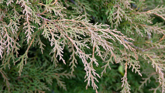 Im Sommer ist die Farbe mattgrün. Mit den kühleren Temperaturen im Herbst und Winter verändern sie sich immer mehr zu einem Zimt- bis Kupferbraun.
