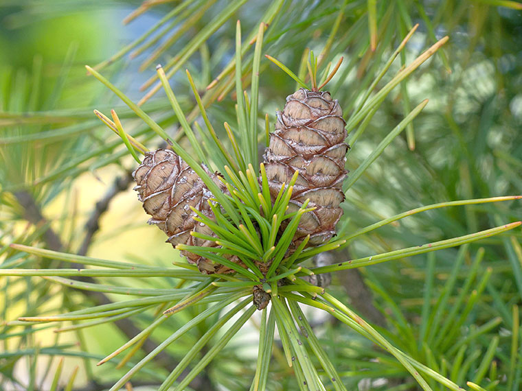 Schirmtanne  Sciadopitys verticillata | Hauenstein AG