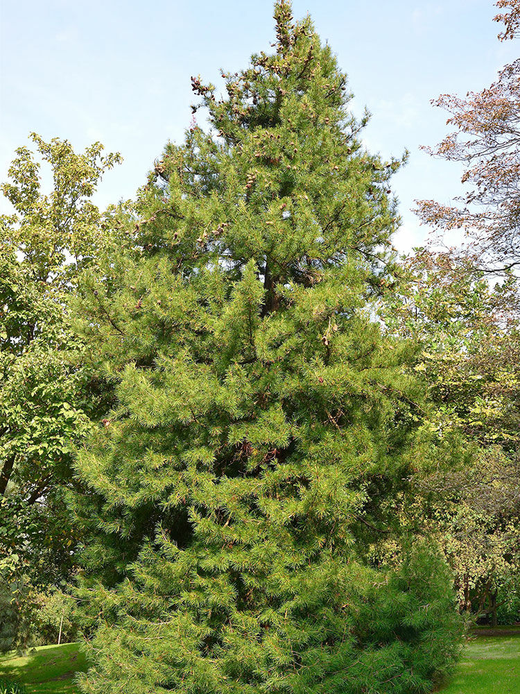 Schirmtanne  Sciadopitys verticillata | Hauenstein AG
