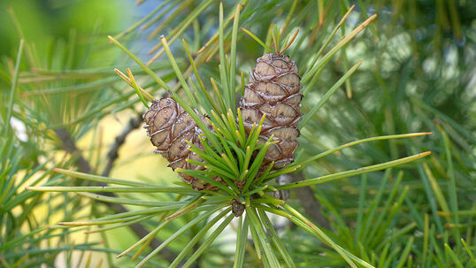 In unseren Breitengraden eher seltener und erst im Alter kann die Schirmtanne kleine, aufrecht stehende Zapfen bilden. Foto © PlantaPro