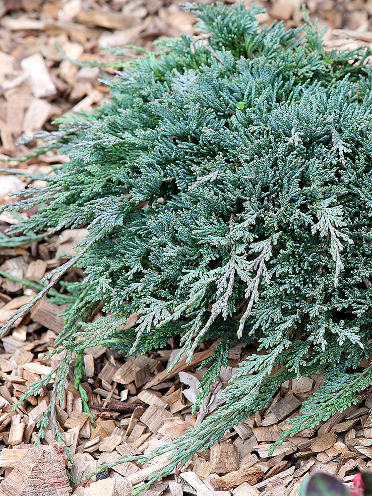 Teppichwacholder  Juniperus horizontalis | Hauenstein AG
