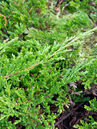 Juniperus horizontalis 'Prince of Wales' Foto © PlantaPro