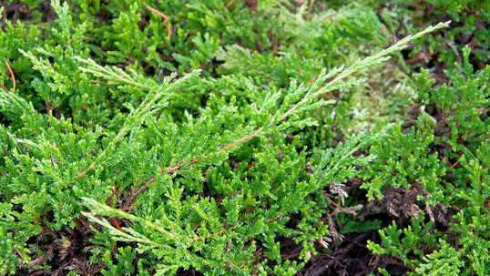 Juniperus horizontalis 'Prince of Wales' Foto © PlantaPro
