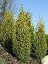 Juniperus communis 'Gold Cone' Foto © PlantaPro