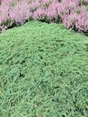 Die Wacholderart Juniperus communis 'Green Carpet' wächst flach und bodendeckend.