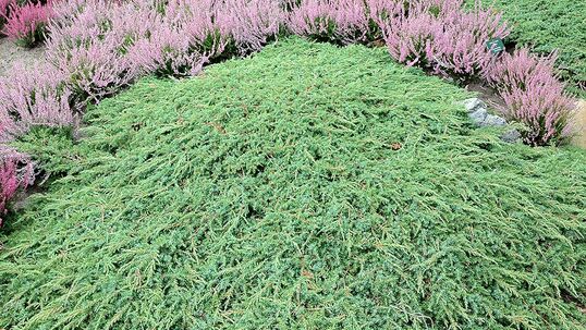 Die Wacholderart Juniperus communis 'Green Carpet' wächst flach und bodendeckend.