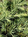 Cedrus deodara 'Feelin' Blue'  Foto © PlantaPro