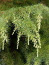 Cedrus deodara 'Golden Horizon'  Foto © PlantaPro