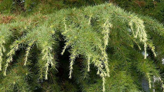 Cedrus deodara 'Golden Horizon' Foto © PlantaPro