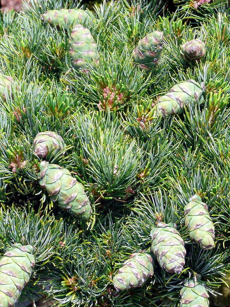Pinus parviflora Japanische Zwergmädchenkiefer 15-20cm