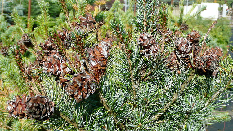 Japanische Zwergmädchenkiefer 15-20cm Pinus parviflora