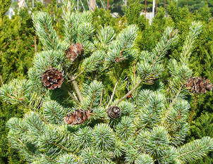 Japanische Zwergmädchenkiefer – Pinus parviflora 'Negishi'