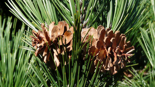 Die Zapfen sind sehr dekorativ und stehen in einem schönen Kontrast zu den dunkelgrünen Nadeln. 