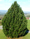 Der Wuchs der Zwergschlangenhautkiefer (Pinus heldreichii 'Compact Gem') ist sehr dicht und regelmässig.