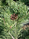 Pinus sylvestris 'Albyns'