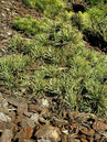 Der flache Wuchs von dieser Zwergwaldföhre (Pinus sylvestris 'Albyns') macht dieses Nadelgehölz interessant in der Verwendung. Foto © PlantaPro