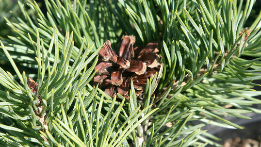 Pinus sylvestris 'Albyns'