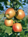 Malus 'Ariwa'