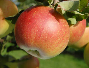 Apfel und Apfelsaft sind gesund 