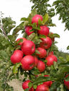 Malus 'Sonate'