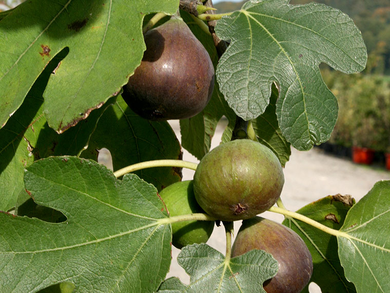 Bayernfeige 'Violetta'® Ficus carica 'Violetta'® Hauenstein AG