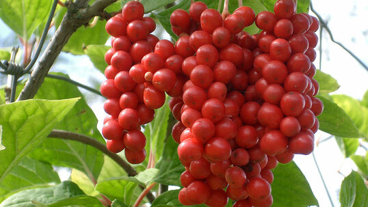 Die leuchtend roten Früchte bilden schöne, grosse Fruchttrauben, im Aussehen ähnlich den Johannisbeeren.