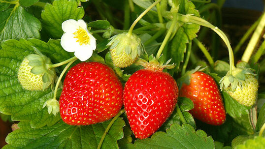 Die Erdbeersorte 'Siskeep' ist für ihre grossen Früchte mit schmackhaftem Aroma bekannt.
